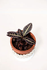 Emblemantha urnulata "Pink"